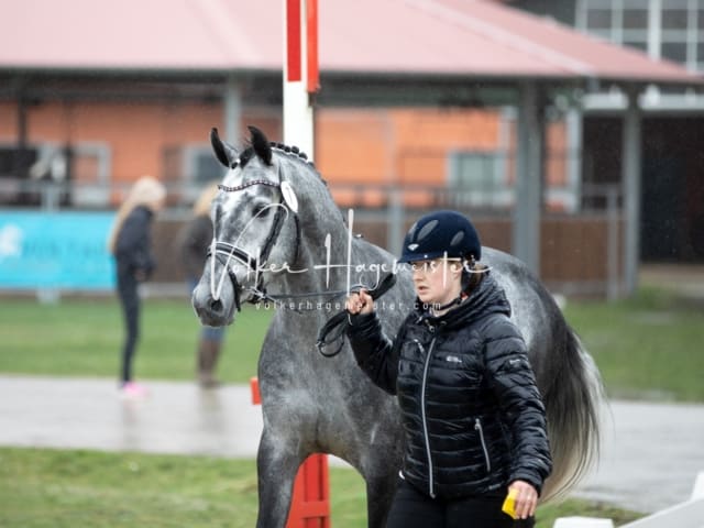 ZfdP Körung Luhmühlen 7