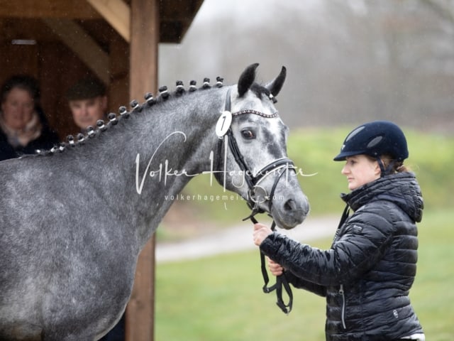 ZfdP Körung Luhmühlen 8