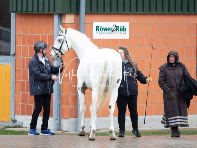 ZfdP Körung Luhmühlen 16