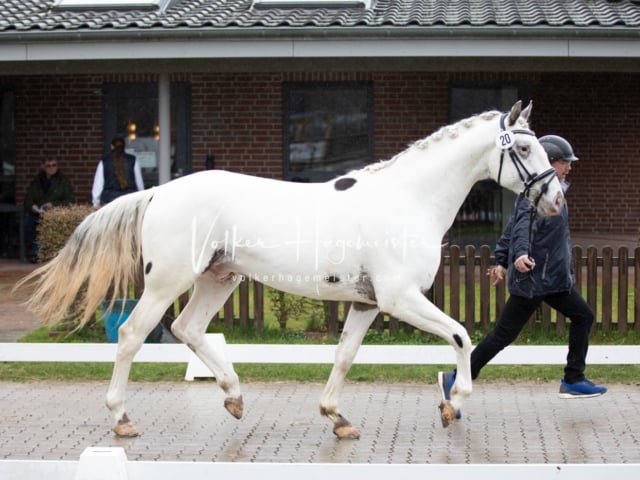 ZfdP Körung Luhmühlen 17