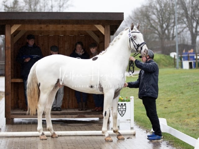 ZfdP Körung Luhmühlen 18