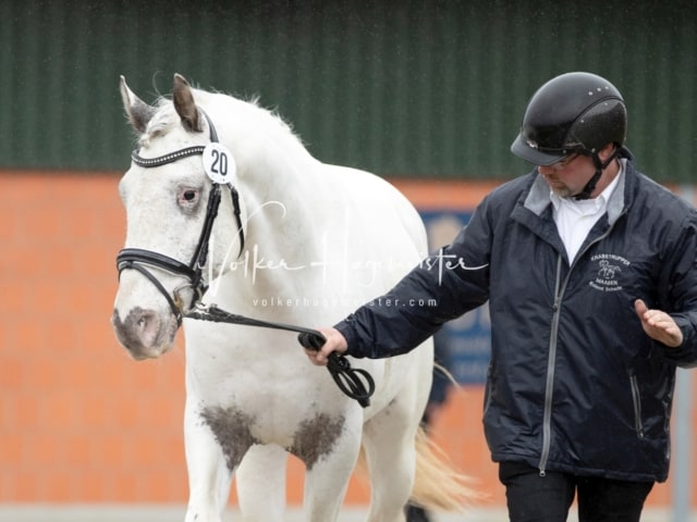 ZfdP Körung Luhmühlen 19