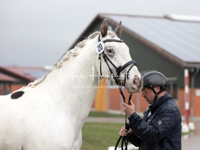 ZfdP Körung Luhmühlen 20