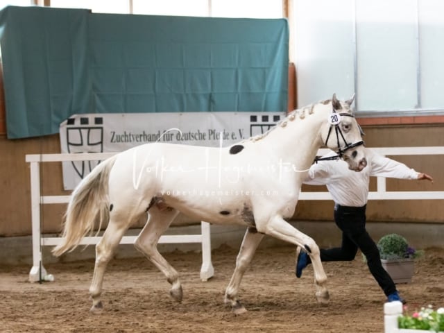 ZfdP Körung Luhmühlen 21