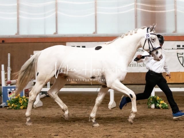 ZfdP Körung Luhmühlen 22