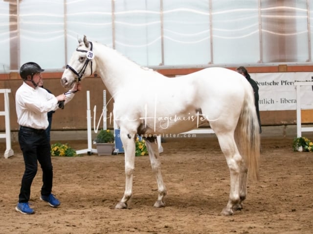 ZfdP Körung Luhmühlen 23