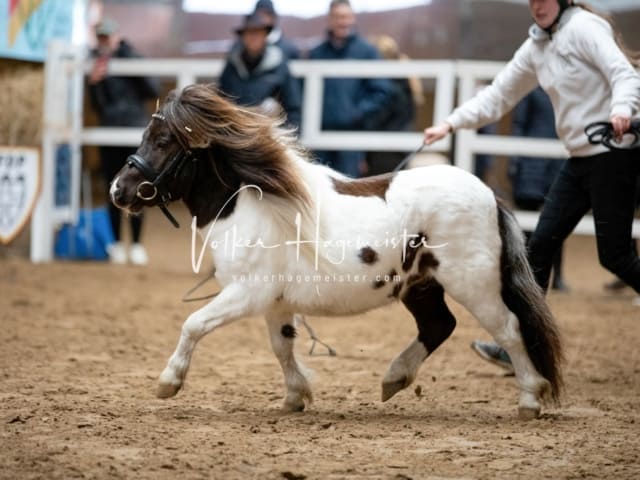 ZfdP Körung Luhmühlen 26