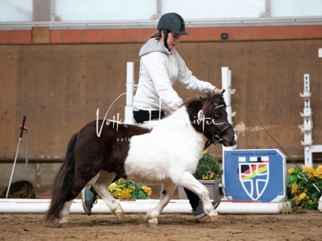 ZfdP Körung Luhmühlen 27