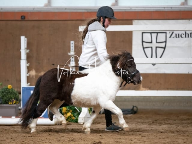 ZfdP Körung Luhmühlen 28