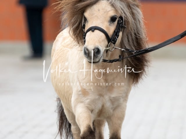 ZfdP Körung Luhmühlen 29