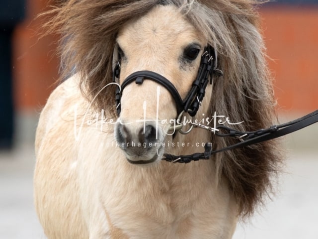 ZfdP Körung Luhmühlen 30