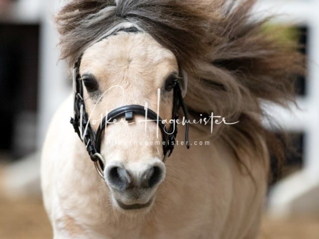 ZfdP Körung Luhmühlen 1