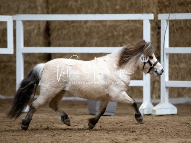 ZfdP Körung Luhmühlen 2