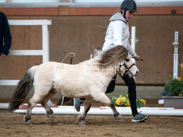 ZfdP Körung Luhmühlen 3