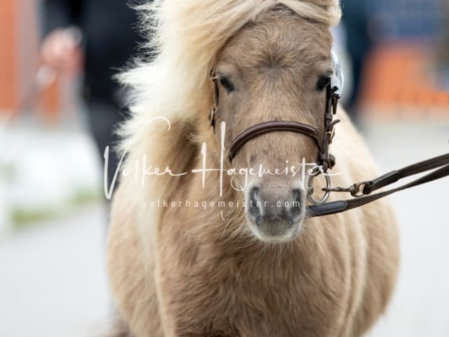 ZfdP Körung Luhmühlen 6