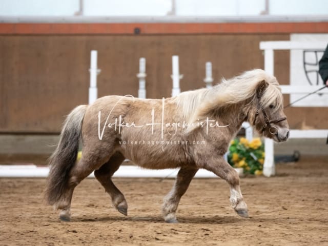 ZfdP Körung Luhmühlen 9