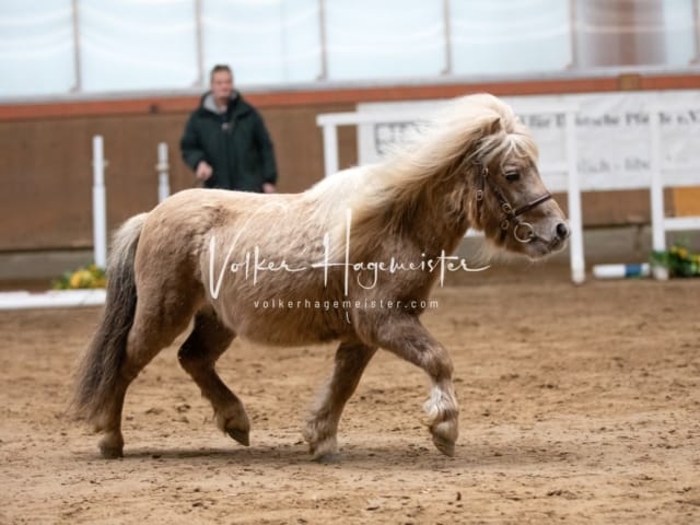 ZfdP Körung Luhmühlen 10