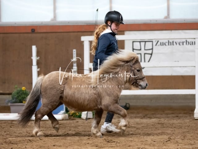 ZfdP Körung Luhmühlen 11