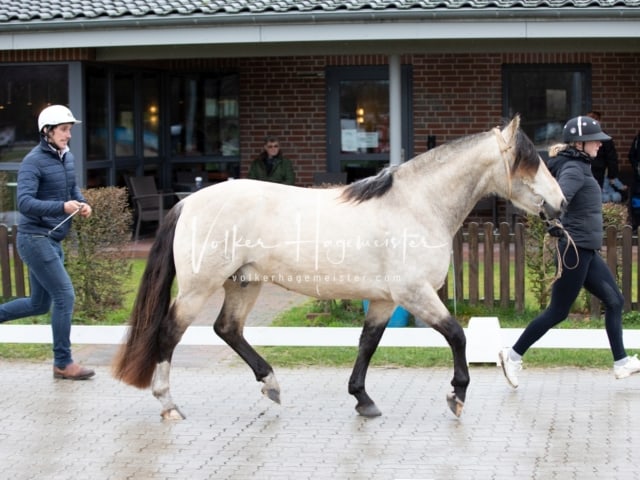 ZfdP Körung Luhmühlen 12