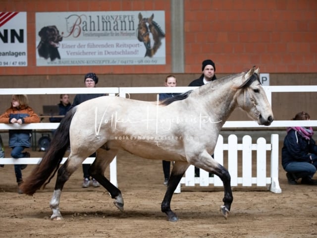 ZfdP Körung Luhmühlen 13