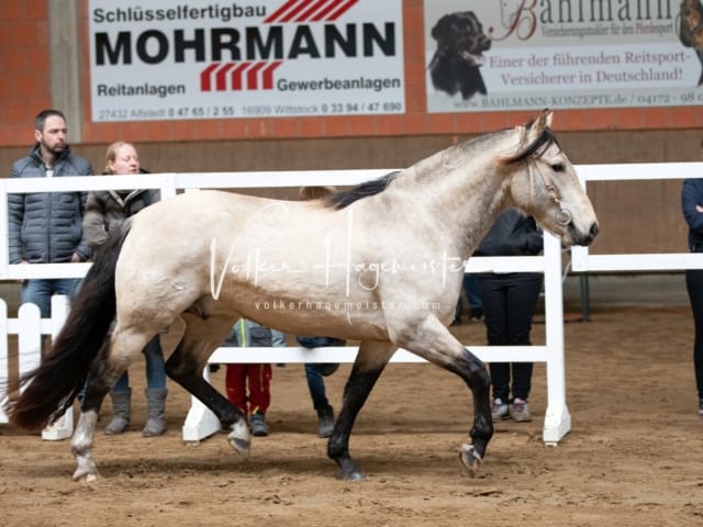 ZfdP Körung Luhmühlen 14
