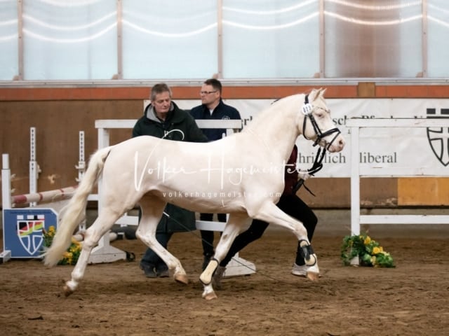 ZfdP Körung Luhmühlen 18