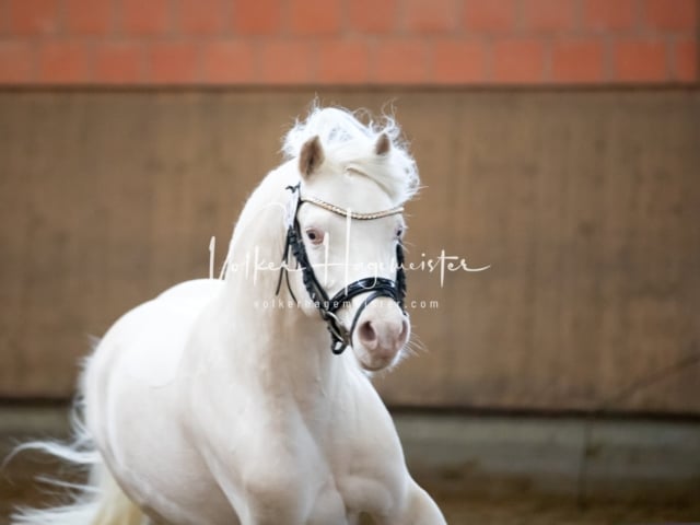 ZfdP Körung Luhmühlen 20