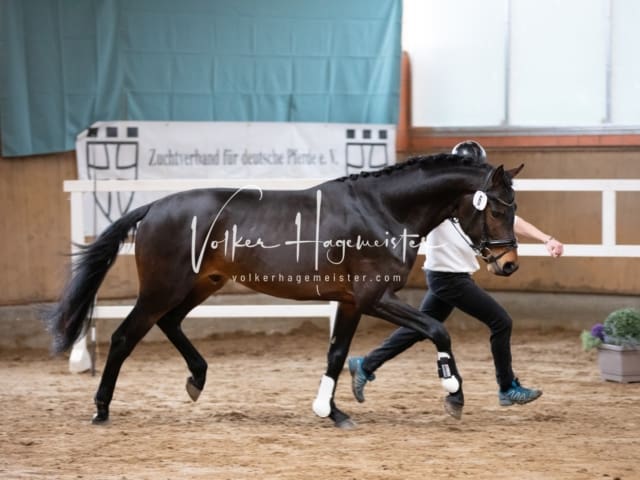 ZfdP Körung Luhmühlen 21