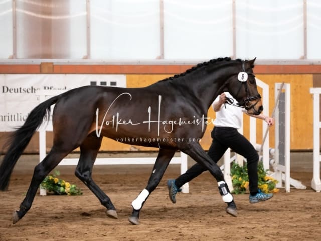 ZfdP Körung Luhmühlen 22