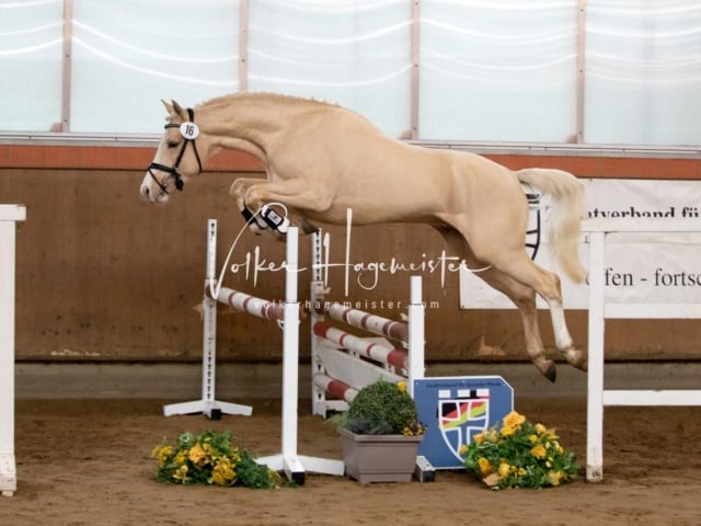 ZfdP Körung Luhmühlen 23