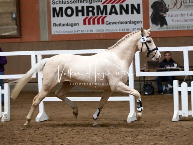 ZfdP Körung Luhmühlen 24