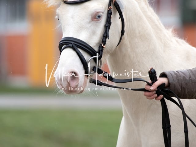 ZfdP Körung Luhmühlen 26