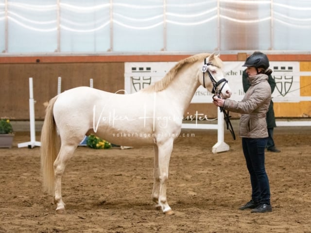 ZfdP Körung Luhmühlen 27