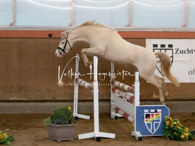 ZfdP Körung Luhmühlen 29