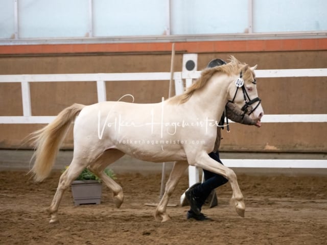 ZfdP Körung Luhmühlen 30