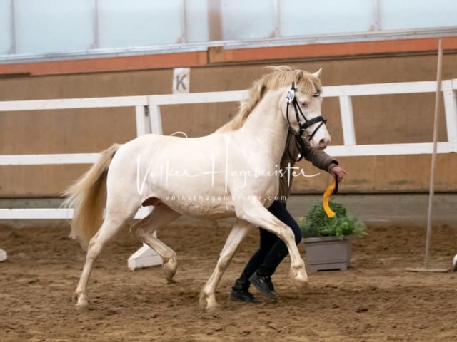 ZfdP Körung Luhmühlen 1