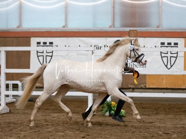 ZfdP Körung Luhmühlen 2