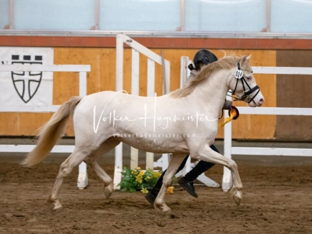 ZfdP Körung Luhmühlen 3