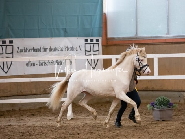 ZfdP Körung Luhmühlen 4