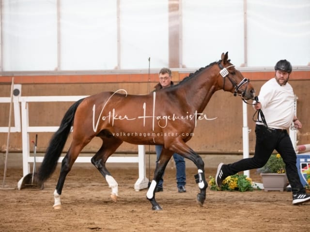 ZfdP Körung Luhmühlen 5