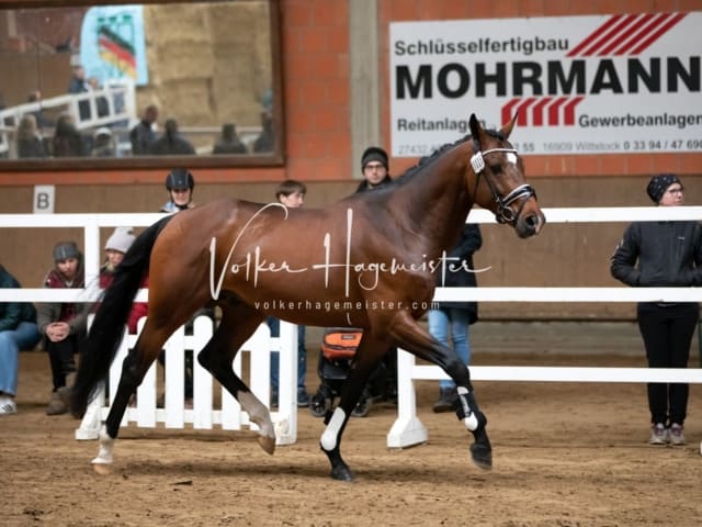 ZfdP Körung Luhmühlen 6