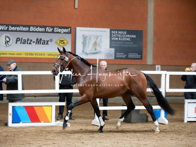 ZfdP Körung Luhmühlen 7