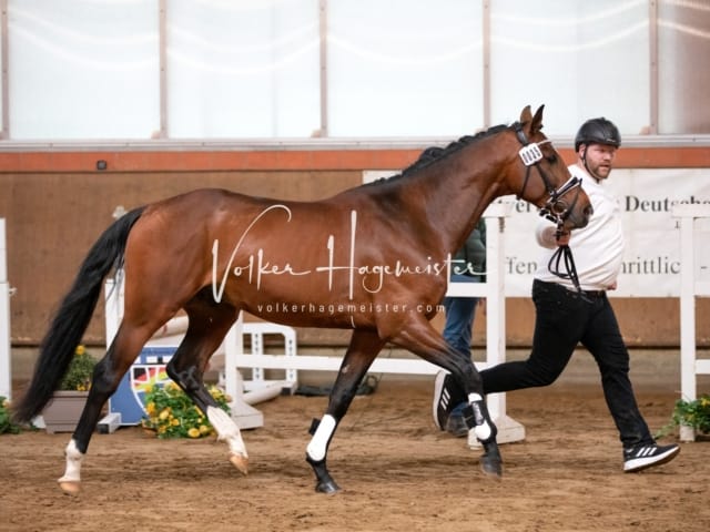 ZfdP Körung Luhmühlen 8