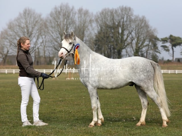 Threestars Tom Sawyer Heide 2