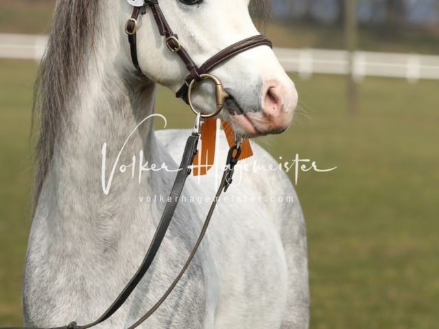 Threestars Tom Sawyer Heide 3