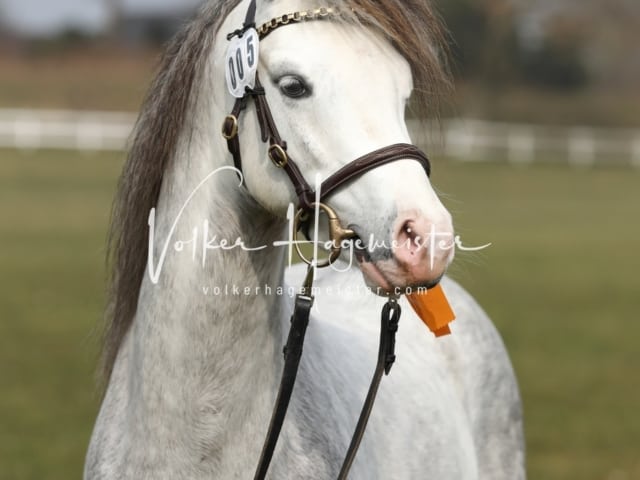 Threestars Tom Sawyer Heide 4