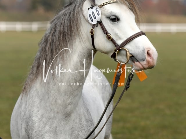 Threestars Tom Sawyer Heide 5