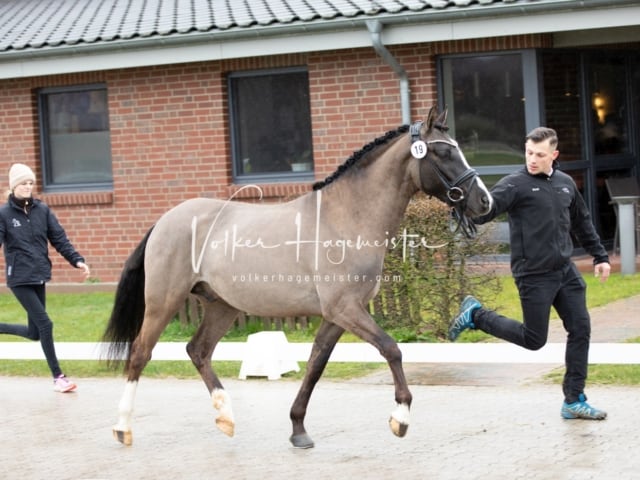 ZfdP Körung Luhmühlen 9