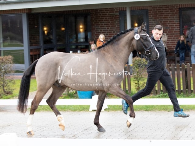 ZfdP Körung Luhmühlen 10