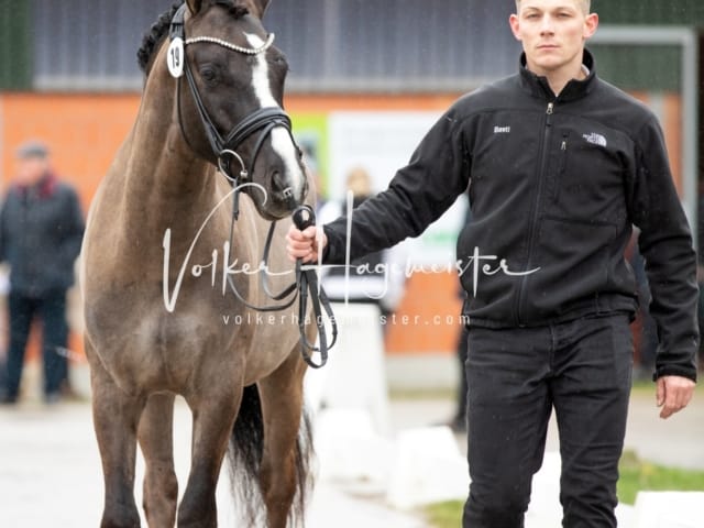 ZfdP Körung Luhmühlen 11